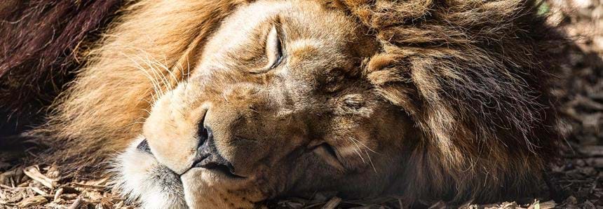Barbary lion, Adras, at Port Lympne Hotel & Reserve in Kent, UK