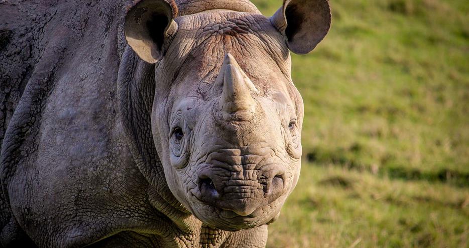 Eastern black rhino at Port Lympne Hotel and Reserve in Kent