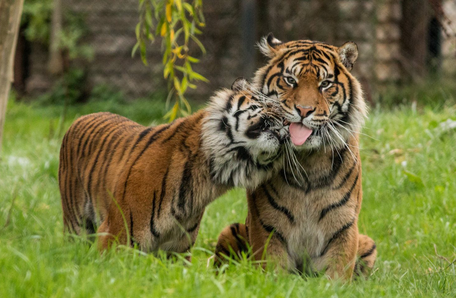 Sumatran tigers Achilles and Aguila at Howletts Wild Animal Park. Photo C Dan Cruickshanks