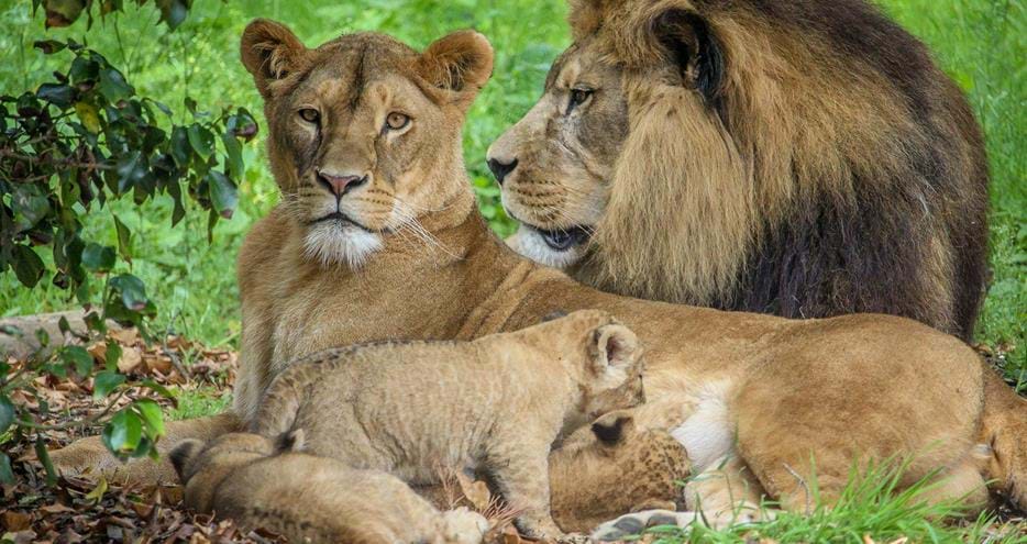 Barbary lion cubs at Port Lympne Hotel & Reserve in Kent