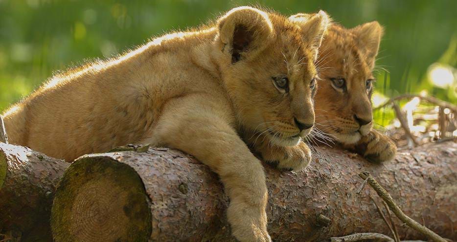 Lion cubs at Port Lympne Hotel & Reserve in Kent, UK