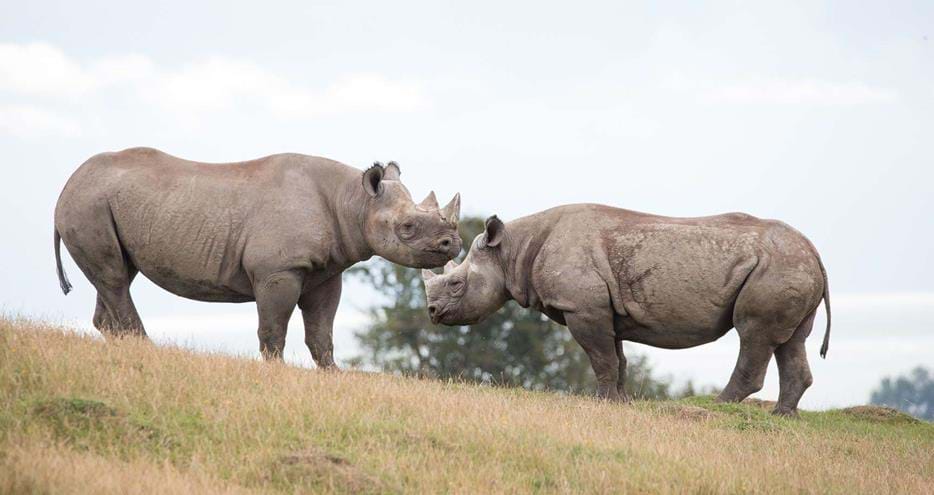 Eastern black rhinos Kasungu and Rukuru at Port Lympne Hotel and Reserve in Kent