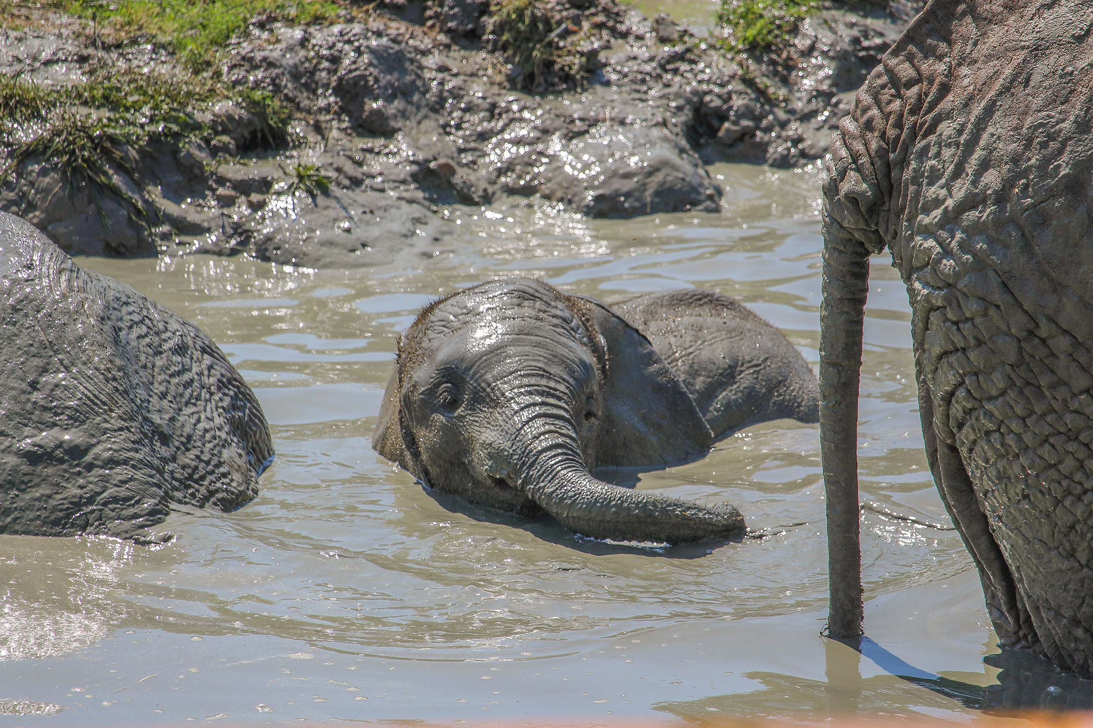 African elephant calf, Nusu, wallows in mud at Howletts Wild Animal Park