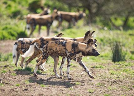 Madi-Front_African-Painted-Dogs_Dave-Rolfe_AD7T1854.jpg