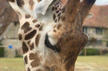Giraffe-ternoon Tea Fundraiser