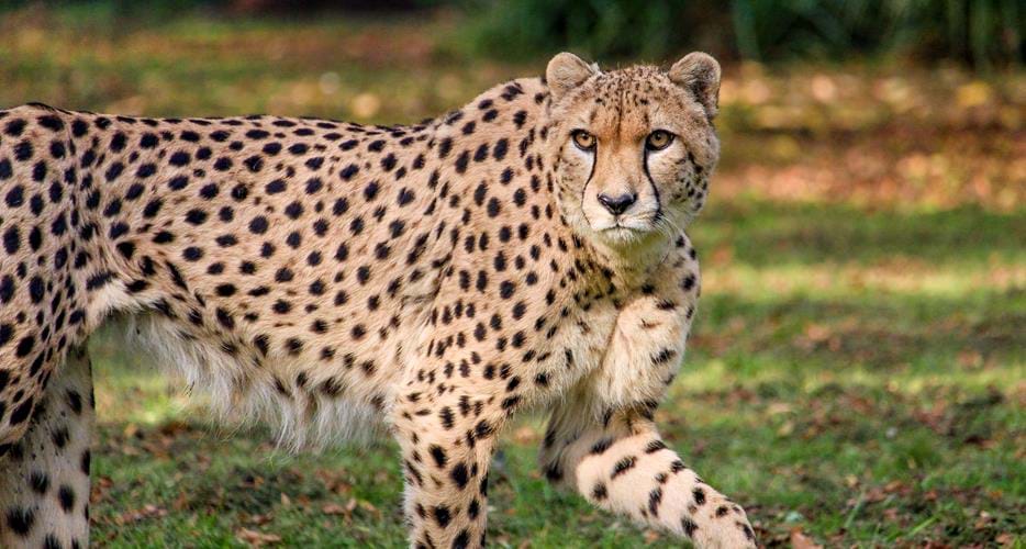 World first for cheetah conservation | The Aspinall Foundation