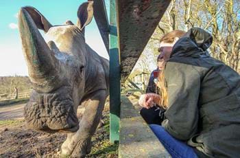 Meet the white rhino