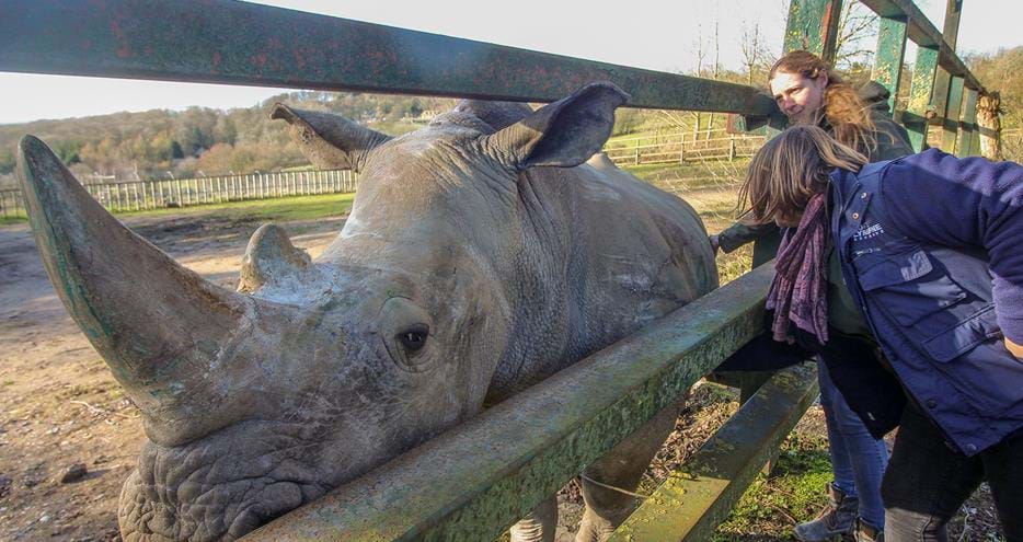 Meet a white rhino at Port Lympne Hotel & Reserve in Kent