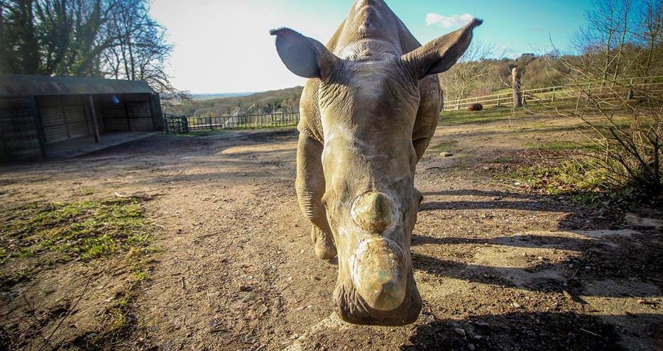 White rhino, Zuko, at Port Lympne Hotel and Reserve in Kent