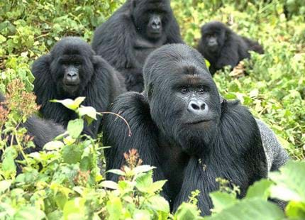 sn-gorillasH.jpg