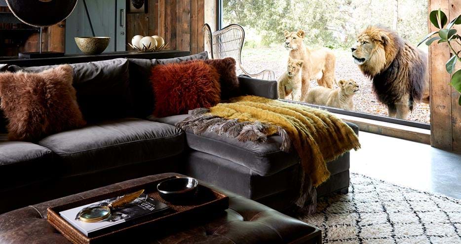 Lion pride looks into Lion Lodge at Port Lympne Hotel and Reserve in Kent