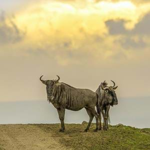 wildebeest-Rory-edit_SMALL.jpg