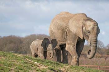 Elephant keeper