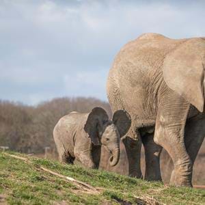 African elephant and calf at Howletts Wild Animal Park in Kent, UK