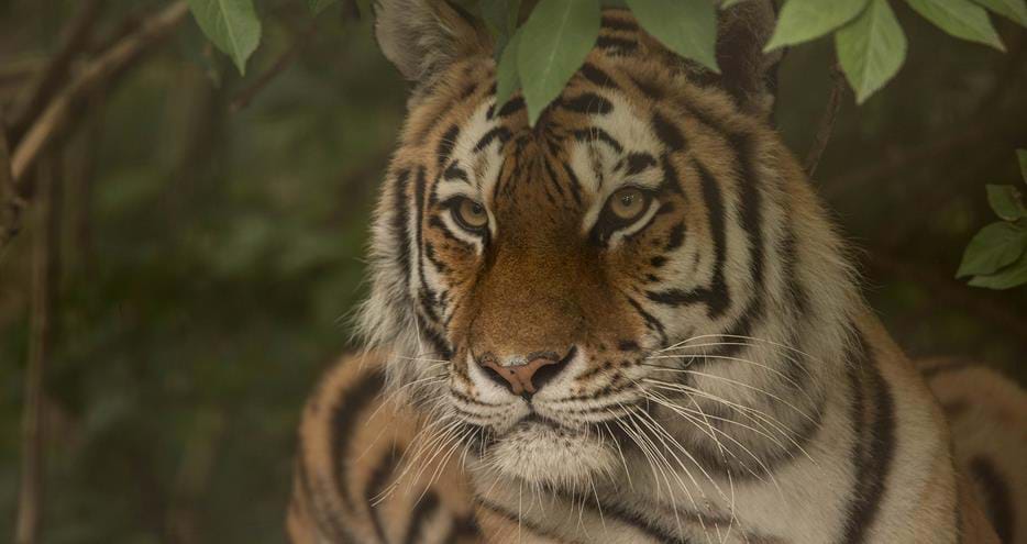 Amur tiger at Port Lympne hotel & Reserve in Kent