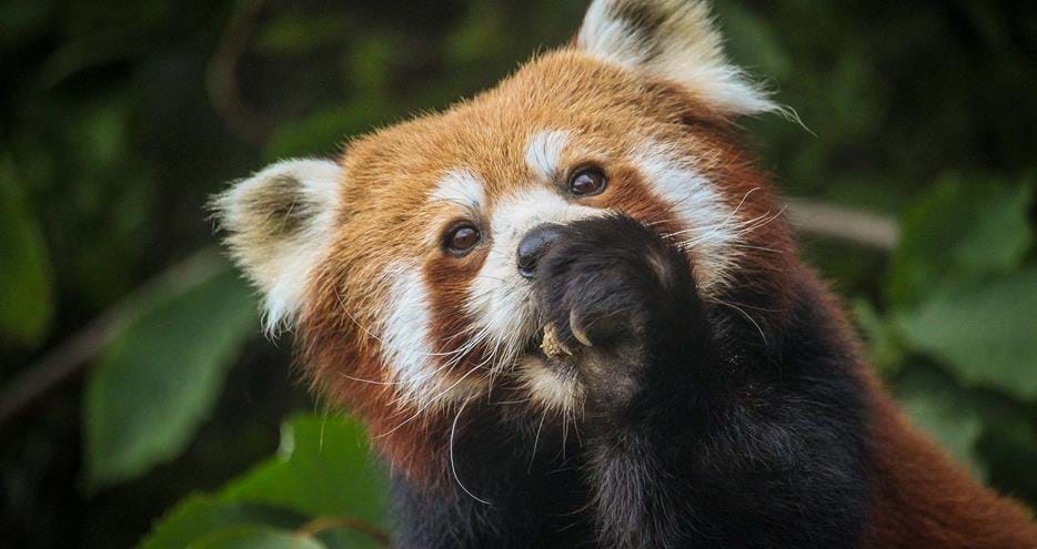 Red Panda at Port Lympne Hotel & Reserve in Kent