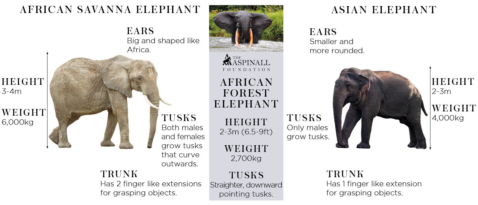 10 Fantastic Elephant Facts You'll Never Forget!