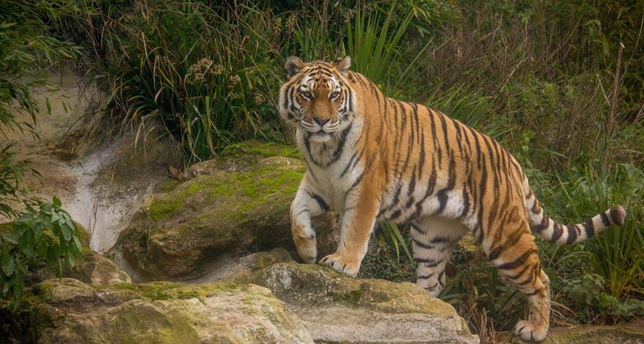 Howletts Wildlife Park Day Planner - Things To Do In Kent | The Aspinall Foundation Howletts Wildlife Park Day Planner - Things To Do In Kent | The Aspinall Foundation