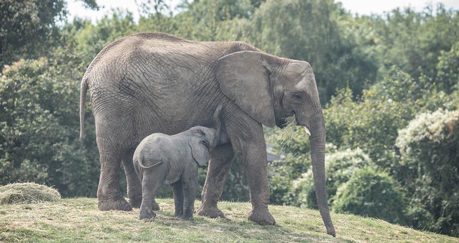 African elephant and calf at Howletts Wild Animal Park in Kent, UK