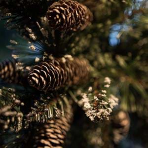 Port-Lympne-Christmas-Mansion-House-Hotel-and-Treehouses-85_SMALL.jpg