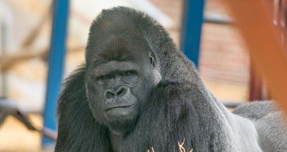 Western lowland gorilla silverback at Howletts Wild Animal Park in Kent