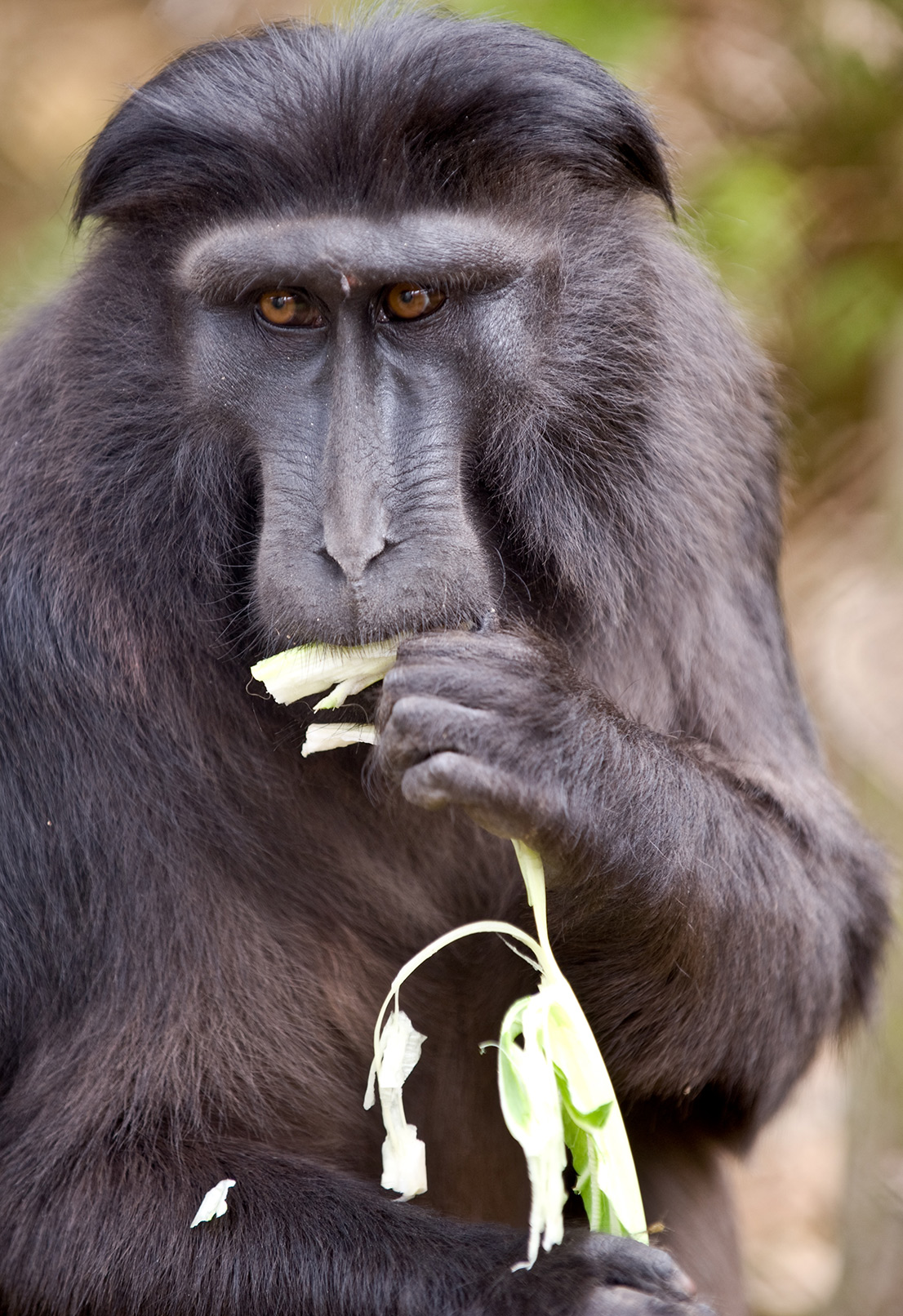 Heck's macaque at Howletts Wild Animal Park