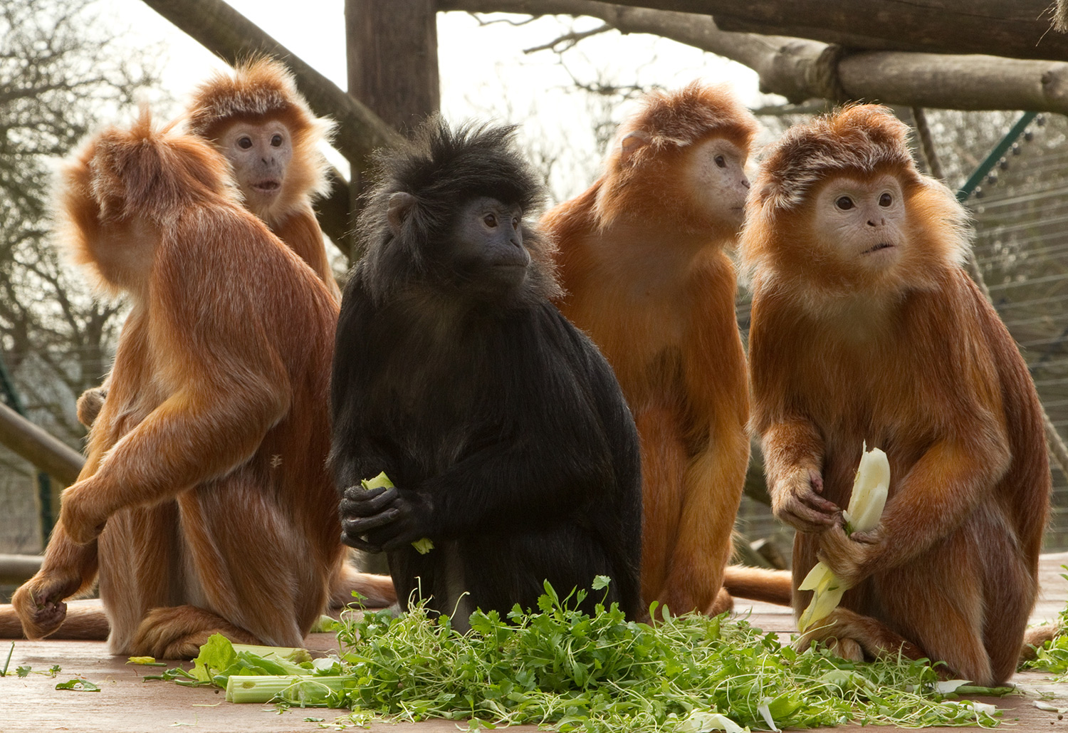 JAVAN-LANGUR_c-Dave-Rolfe-3_SMALL.jpg