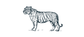 lion illustration