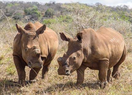 Mpilo and Makhosi will begin a WILD life together to increace the white rhino population in South Africa.jpg