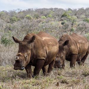 Mpilo and Makhosi after they were released in the boma at Somkhanda Community Game Reserve.jpg