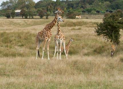 Giraffe Lodge at Port Lympne Reserve 1 c Port Lympne Reserve.jpg