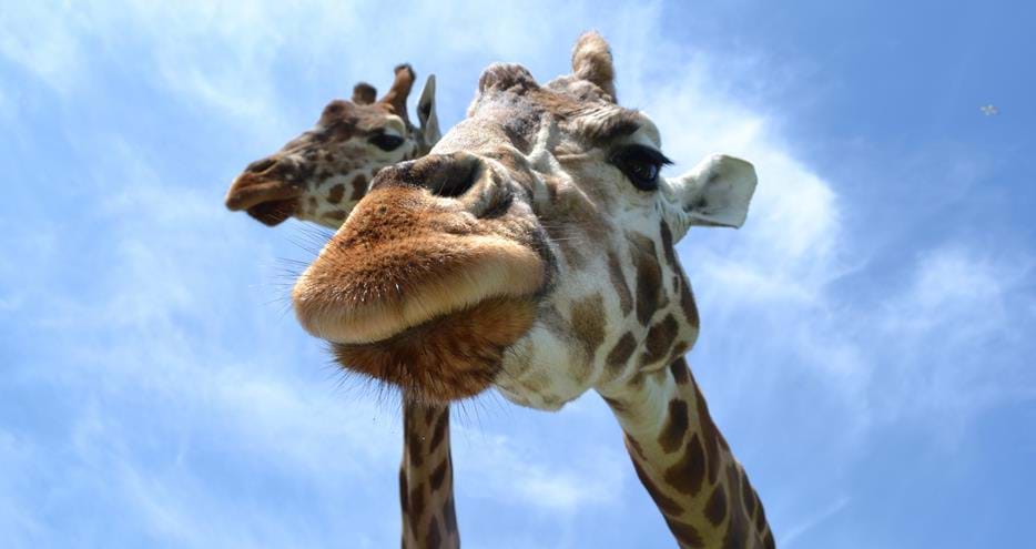 Giraffes at Port Lympne Hotel & Reserve in Kent