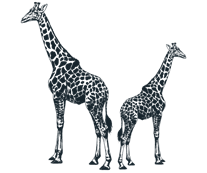 giraffe lodge illustration
