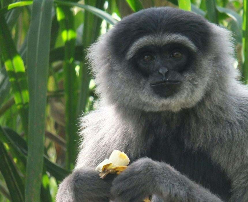 Java Gibbons Conservation of the Javan silvery gibbon | The Aspinall Foundation