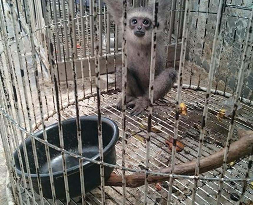 Java Gibbons Conservation of the Javan silvery gibbon | The Aspinall Foundation