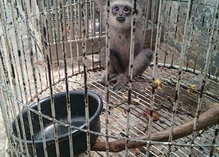 Javan Gibbon Rescue.jpg