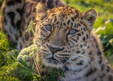 Amur-Leopard_1_IMG_7548.jpg