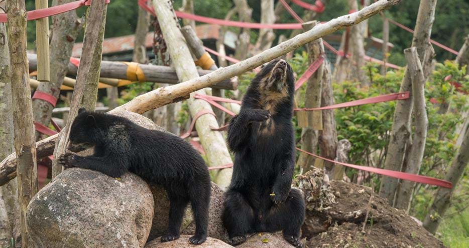Spectacled bears at Port Lympne Hotel & Reserve