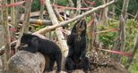 Spectacled bears at Port Lympne Hotel & Reserve
