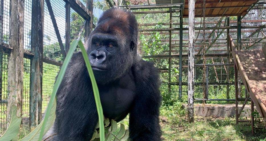 Joshi, western lowland gorilla returned to the wild by The Aspinall Foundation