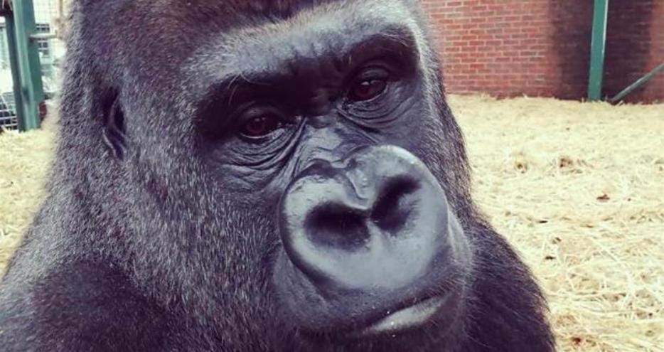 Joshi the western lowland gorilla was born at Howletts Wild Animal Park in Kent