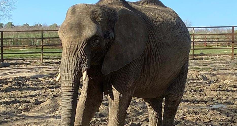 Etana the African elephant