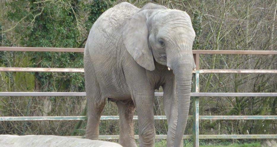 Mirembe the African elephant