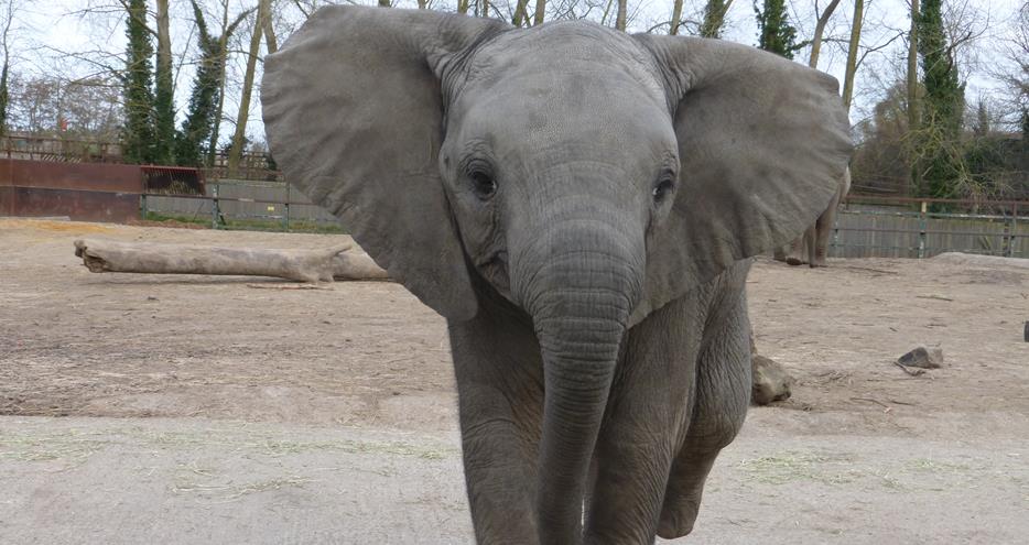Nguvu the African elephant