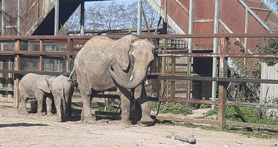 Uzuri the African elephant