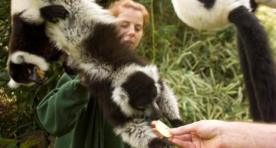 Animal encounters at Port Lympne and Howletts Wild Animal Parks | The  Aspinall Foundation