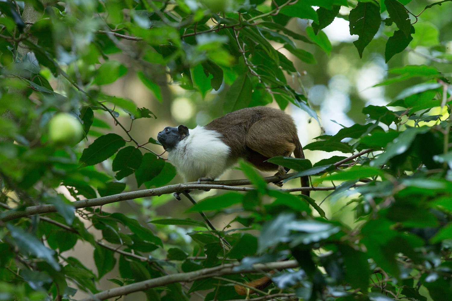 Pied-Tamarin-(7)._SMALLjpg.jpg