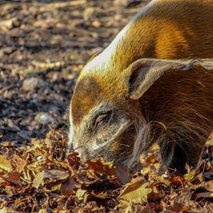 Red river hog at Howletts Wild Animal Park in Kent