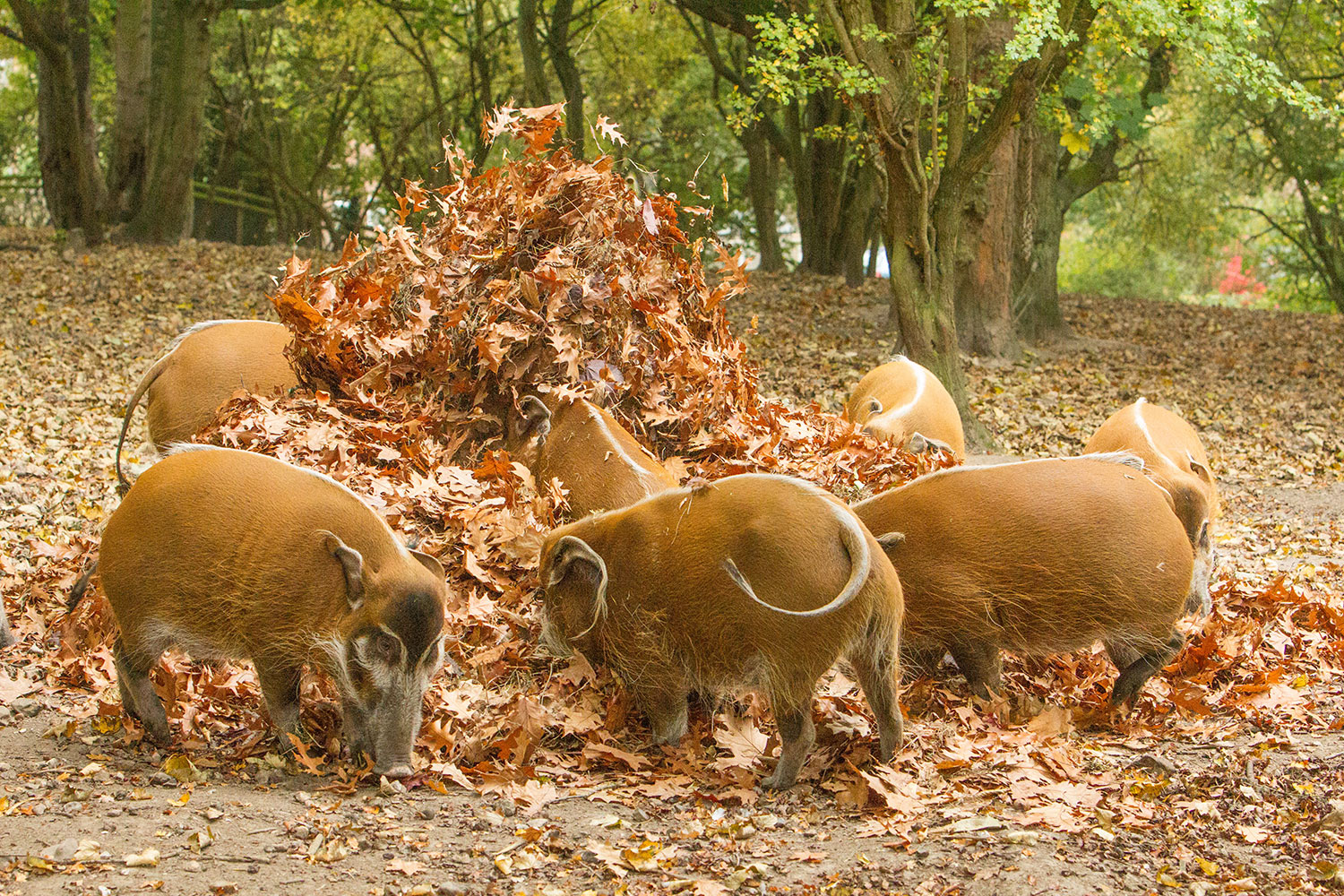 Feed the animals at Howletts Wild Animal Park in Kent The Aspinall Foundation