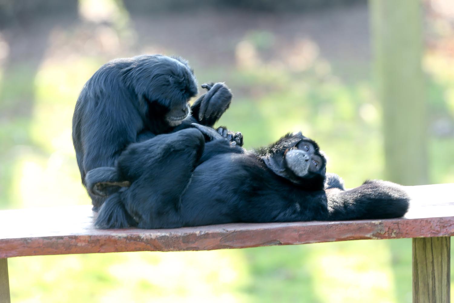 Siamang-Gibbon (5).jpg